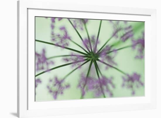 Dandelion Dream-Wild Wonders of Europe-Framed Giclee Print