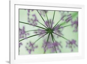 Dandelion Dream-Wild Wonders of Europe-Framed Giclee Print