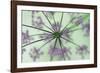 Dandelion Dream-Wild Wonders of Europe-Framed Giclee Print