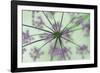 Dandelion Dream-Wild Wonders of Europe-Framed Giclee Print