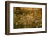 Dandelion Dreams-Delphine Devos-Framed Photographic Print