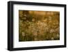 Dandelion Dreams-Delphine Devos-Framed Photographic Print