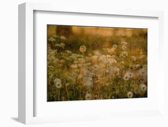 Dandelion Dreams-Delphine Devos-Framed Photographic Print