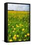 Dandelion Flower Field in Bloom-Peter Wollinga-Framed Stretched Canvas