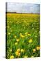 Dandelion Flower Field in Bloom-Peter Wollinga-Stretched Canvas