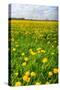 Dandelion Flower Field in Bloom-Peter Wollinga-Stretched Canvas