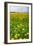 Dandelion Flower Field in Bloom-Peter Wollinga-Framed Photographic Print