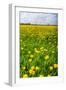 Dandelion Flower Field in Bloom-Peter Wollinga-Framed Photographic Print