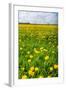 Dandelion Flower Field in Bloom-Peter Wollinga-Framed Photographic Print