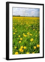 Dandelion Flower Field in Bloom-Peter Wollinga-Framed Photographic Print