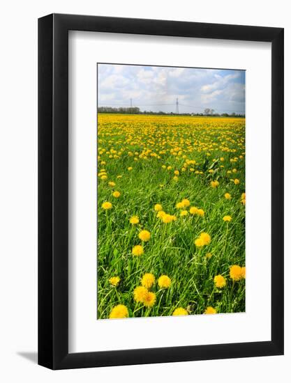 Dandelion Flower Field in Bloom-Peter Wollinga-Framed Photographic Print