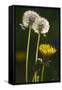 Dandelion Flowers and Seed-Heads ("Clocks')-null-Framed Stretched Canvas