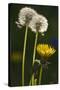 Dandelion Flowers and Seed-Heads ("Clocks')-null-Stretched Canvas