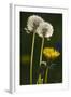 Dandelion Flowers and Seed-Heads ("Clocks')-null-Framed Photographic Print