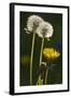 Dandelion Flowers and Seed-Heads ("Clocks')-null-Framed Photographic Print