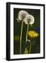 Dandelion Flowers and Seed-Heads ("Clocks')-null-Framed Photographic Print