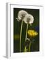 Dandelion Flowers and Seed-Heads ("Clocks')-null-Framed Photographic Print