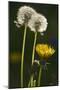 Dandelion Flowers and Seed-Heads ("Clocks')-null-Mounted Photographic Print