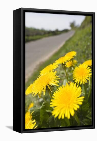 Dandelion Flowers on Roaside Verge-null-Framed Stretched Canvas