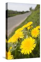 Dandelion Flowers on Roaside Verge-null-Stretched Canvas