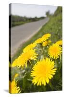 Dandelion Flowers on Roaside Verge-null-Stretched Canvas