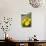 Dandelion Flowers on Roaside Verge-null-Stretched Canvas displayed on a wall