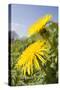 Dandelion Flowers on Roaside Verge-null-Stretched Canvas