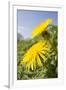 Dandelion Flowers on Roaside Verge-null-Framed Photographic Print