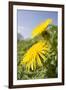 Dandelion Flowers on Roaside Verge-null-Framed Photographic Print