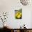 Dandelion Flowers on Roaside Verge-null-Photographic Print displayed on a wall