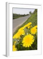 Dandelion Flowers on Roaside Verge-null-Framed Photographic Print