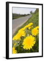 Dandelion Flowers on Roaside Verge-null-Framed Photographic Print