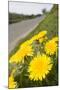 Dandelion Flowers on Roaside Verge-null-Mounted Photographic Print