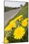 Dandelion Flowers on Roaside Verge-null-Mounted Photographic Print