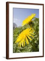 Dandelion Flowers on Roaside Verge-null-Framed Photographic Print