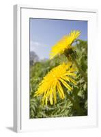 Dandelion Flowers on Roaside Verge-null-Framed Photographic Print