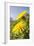 Dandelion Flowers on Roaside Verge-null-Framed Photographic Print