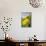 Dandelion Flowers on Roaside Verge-null-Mounted Photographic Print displayed on a wall