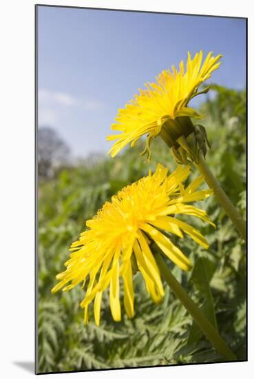 Dandelion Flowers on Roaside Verge-null-Mounted Photographic Print