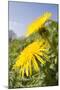 Dandelion Flowers on Roaside Verge-null-Mounted Photographic Print