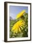 Dandelion Flowers on Roaside Verge-null-Framed Photographic Print