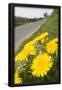 Essential Black