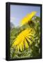 Essential Black