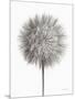 Dandelion Fluff on White-Debra Van Swearingen-Mounted Art Print