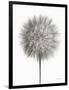 Dandelion Fluff on White-Debra Van Swearingen-Framed Art Print