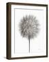 Dandelion Fluff on White-Debra Van Swearingen-Framed Art Print
