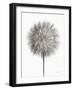 Dandelion Fluff on White-Debra Van Swearingen-Framed Art Print