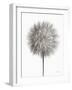 Dandelion Fluff on White-Debra Van Swearingen-Framed Art Print