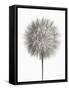 Dandelion Fluff on White-Debra Van Swearingen-Framed Stretched Canvas