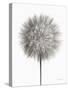 Dandelion Fluff on White-Debra Van Swearingen-Stretched Canvas